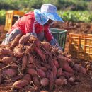 나주호농장 이미지