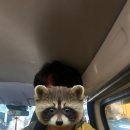 몰디브호텔 | 몰디브)로누벨리 호텔 후기(몰디브공항 가성비 호텔, 솔직 후기)