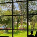 다운애견 이미지