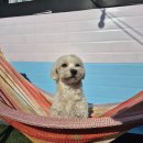 101애견유치원 이미지