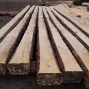 독일산 레드파인(Red Pine) 이미지