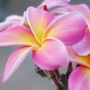 플루메리아 이미지