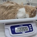 GS25 강동파크점 | 강동구 동물병원, 더파크동물의료센터의 먼치킨 중성화 수술 후기