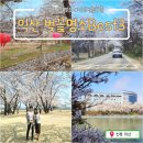 왕궁다방 - 동구 신암남로15길 94 | 전북 익산 벚꽃명소 Best 3_익산왕궁리유적, 웅포숭림사&벚꽂터널, 원광대학교(2026년 3월말 만개 예상)