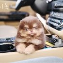 섹시독 이미지