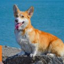 스마트독까페 이미지