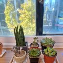 더오케이약국 이미지