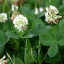 네잎클로버 이미지