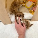 강아지분양 올리펍스 강남점 | &#34;말티푸 분양 올리펍스 분양가 안내서&#34;