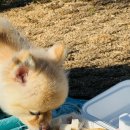 까까시몽 | 인천 강아지 케이크 파는 까까시몽에서 피크닉 세트 구매 후기