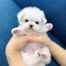 퍼스트 독앤캣 이미지