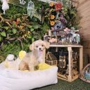 블루멍S 이미지