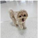 청주 애견유치원 꼬리흔들개Lucky 이미지