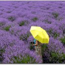 동해 무릉별 유천지 라벤다 이미지