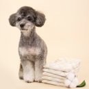 강아지세상 | 반려세상 고급형 강아지 기저귀 사용 후기!