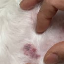 대디동물병원 이미지