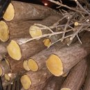 (자연산)참 옻나무 참옻나무 잔가지 참옻껍질 유근피 토봉령 헛개열매 헛개나무 건칡 벌나무 껍질 엄나무 이미지