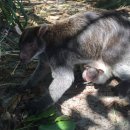 지탄농장 이미지