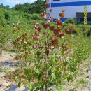 목원농장 이미지