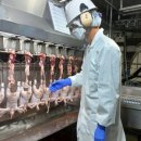 경기도 북부동물위생시험소 | 여름철 도계장 위생관리 강화하는 “경기북부동물위생시험소”