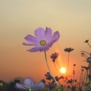 곡성-016 Daum카페