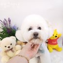 땡큐멍냥 이미지