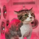 영블리 펫살롱 이미지