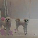 더(The)예쁘개 이미지
