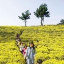 꽃미당 이미지