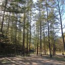 금강송체험야영장 이미지