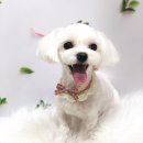우주펫애견미용 이미지
