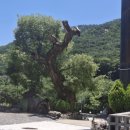 자작바위 이미지