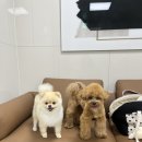 멍멍이집 | 의정부 말티푸 애견미용 ,멍멍이미용실🐾