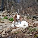 아기염소 이미지