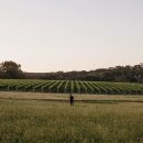 VINO(비노) 이미지