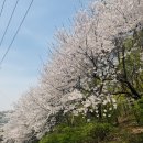 버스정류장 07-428 | 연희숲속쉼터 벚꽃 가는법 주차장 튤립까지