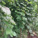 산딸기목장 이미지