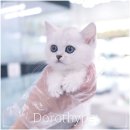 부산고양이 분양 도로시펫 이미지