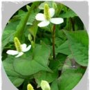 의림약국 이미지