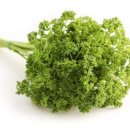 파슬리 이미지