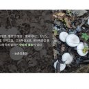 인제군자연산버섯 협동조합 이미지