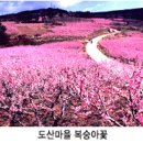 주생면 상도마을 이미지