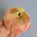 선산분홍복숭아 이미지