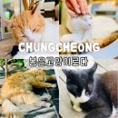 조동탑평2길 22(동량면) | 충주 여행 필수 코스 유기묘 고양이 카페 봄은고양이로다