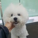 일산그루밍캐나다 이미지