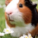 애니멀 프렌즈 이미지