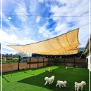 영종독 반려견 호텔, 유치원 이미지