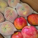 안동유통 | 청송 안동 부사 꿀사과 재구매 많은 가정용 못난이 제철과일 5kg 10kg 후기