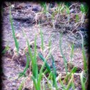 연동농장 이미지