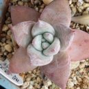 통통이네 이미지